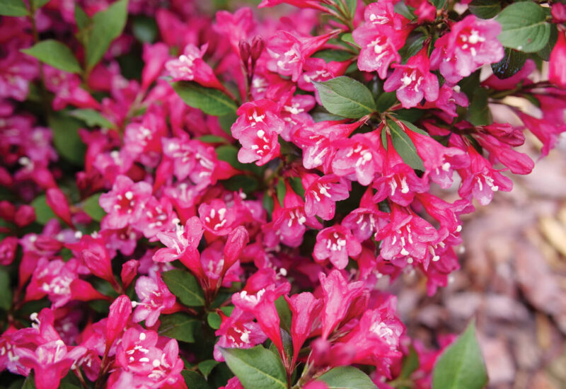 pink weigela flowers