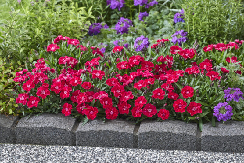 Red dianthus borders a landscape bed.