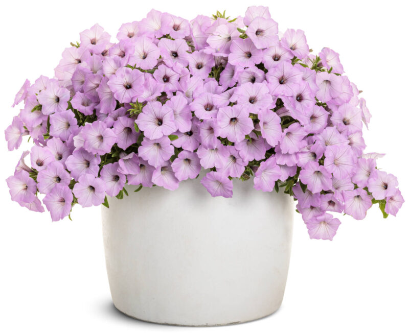 Potted pink petunia