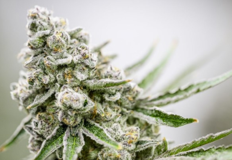 Cannabis flower close up