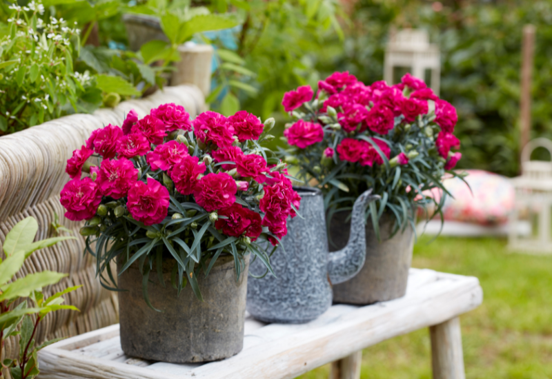 Two potted dark pink dianthus on a table with a watering can in the middle.
