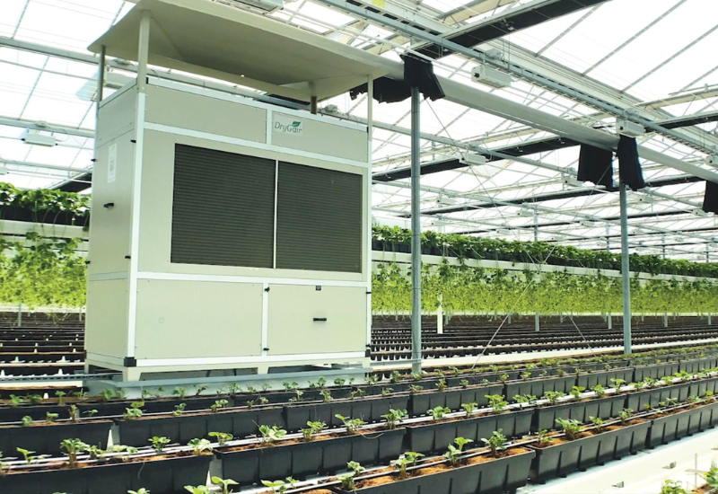 A dehumidifier in a greehouse growing strawberries.