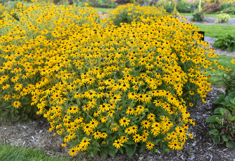 Blooming rudbeckia plants