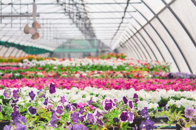 interior of a greenhouse for growing flowers and garden ornamental plants