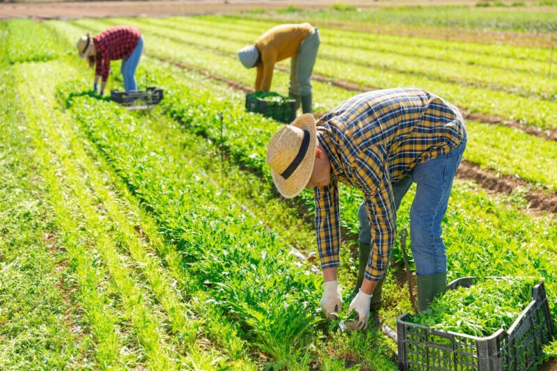 Team of gardeners picking mizuna at leafy vegetables farm, seasonal horticulture