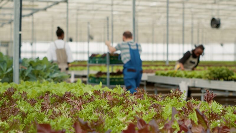 Closeup of green lettuce in organic farm being cultivated without pesticides with diverse farm workers pushing crates with crop.