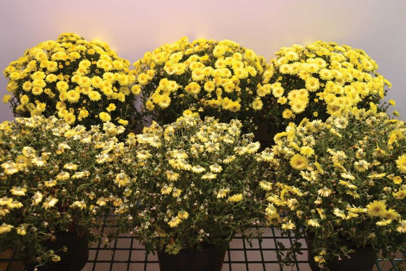 Siz potted marigolds of varying health to show trial results