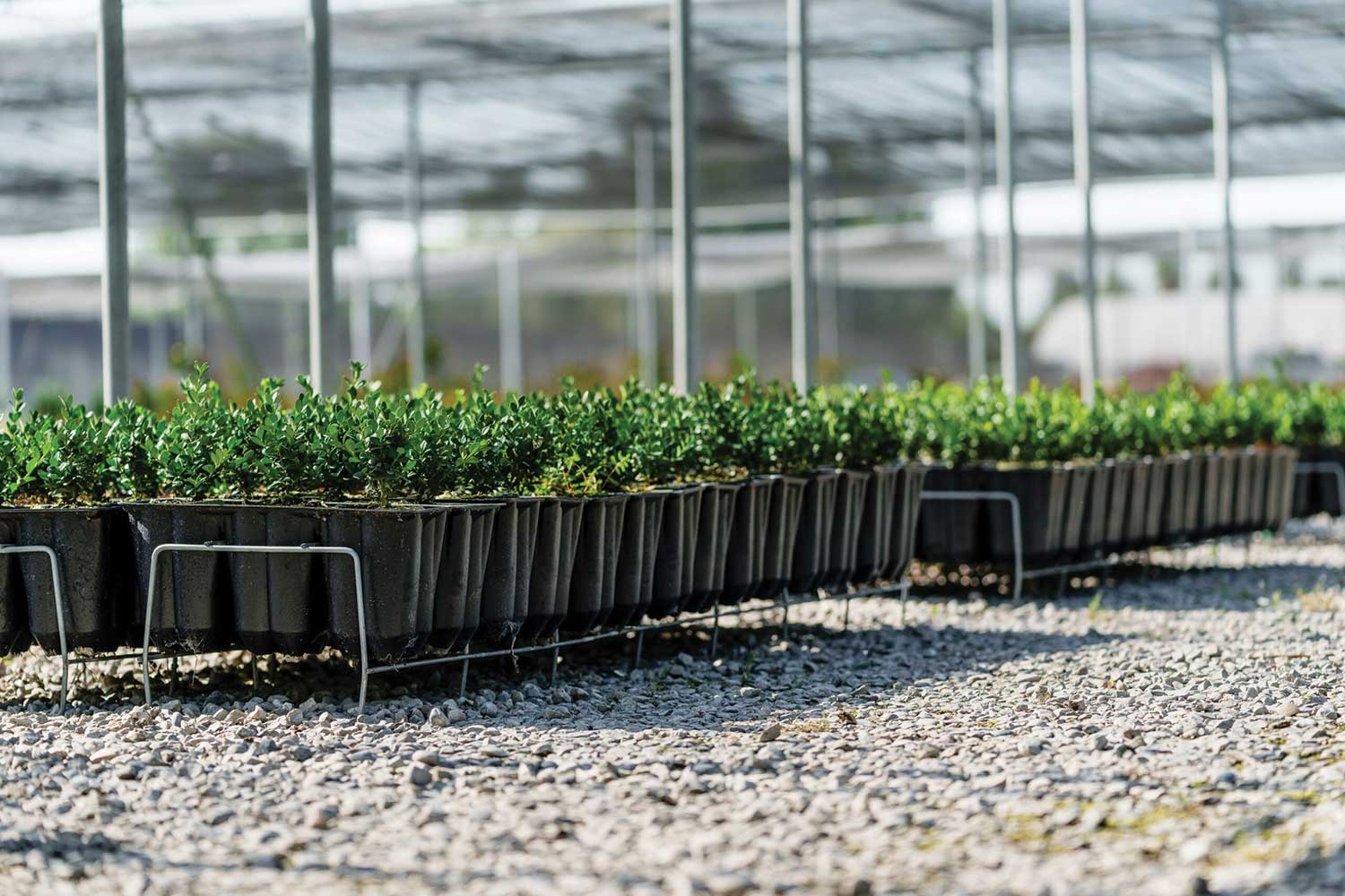 Maintaining plant and soil health from root to retail - Greenhouse ...
