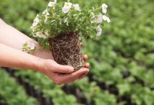 Arms extended with a potted flowering plant without the pot in cupped hands
