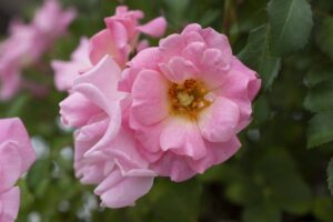 pink roses
