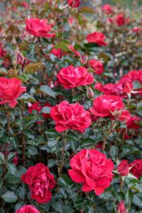 red roses on a bush
