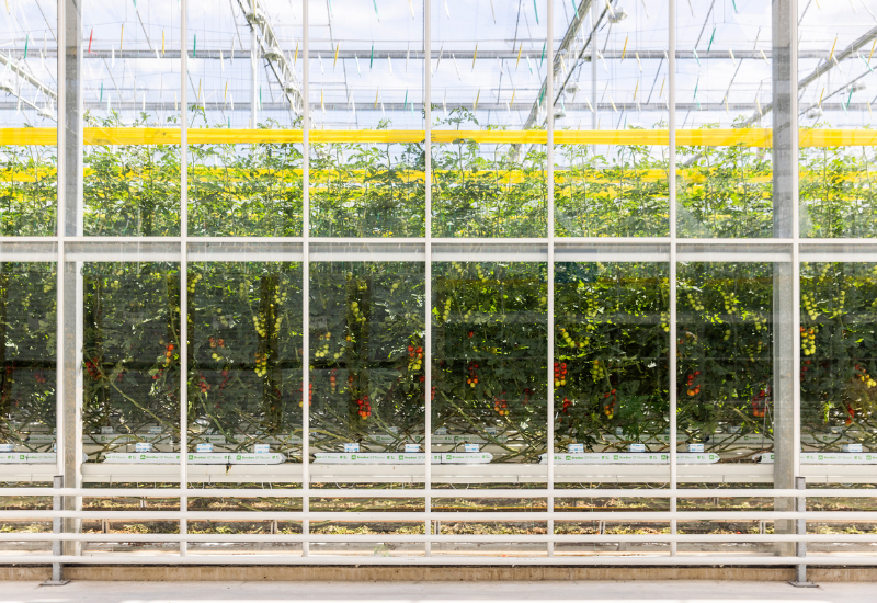 Glass greenhouse with tomato plants growing inside