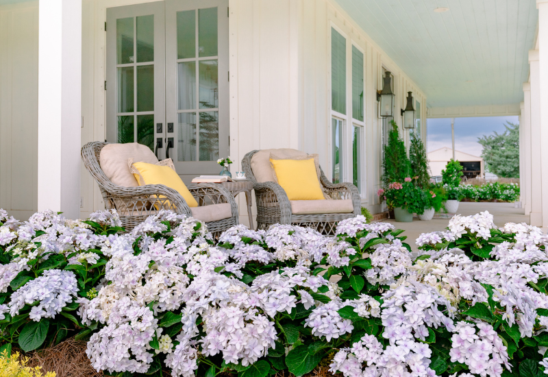 Blooming hydrangeas in front of a porch with two chairs