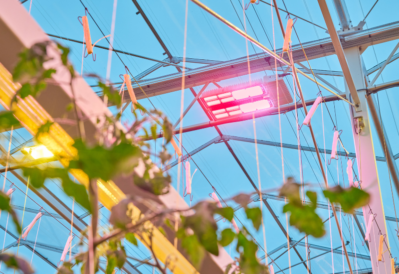 Philips toplighting product hanging over plants in a greenhouse