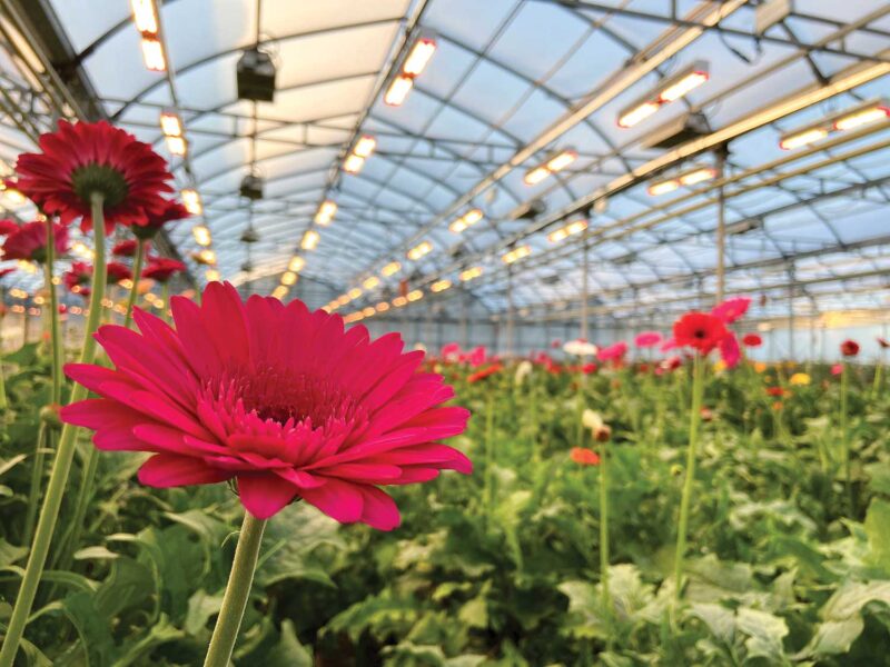 Red gerbera daisies growing under greenhouse lighting