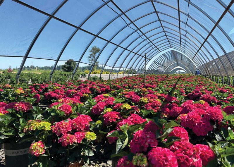 blooming reddish pink hydrangeas in a greenhouse
