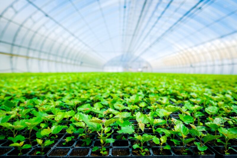 A huge, new industrial modern greenhouse where various plants, green and tree seedlings are grown.