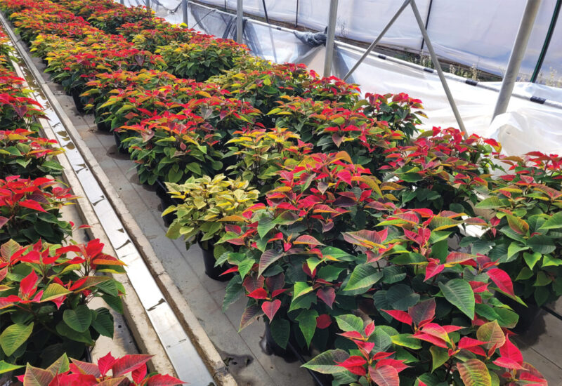 Red poinsettias on a greenhouse bench