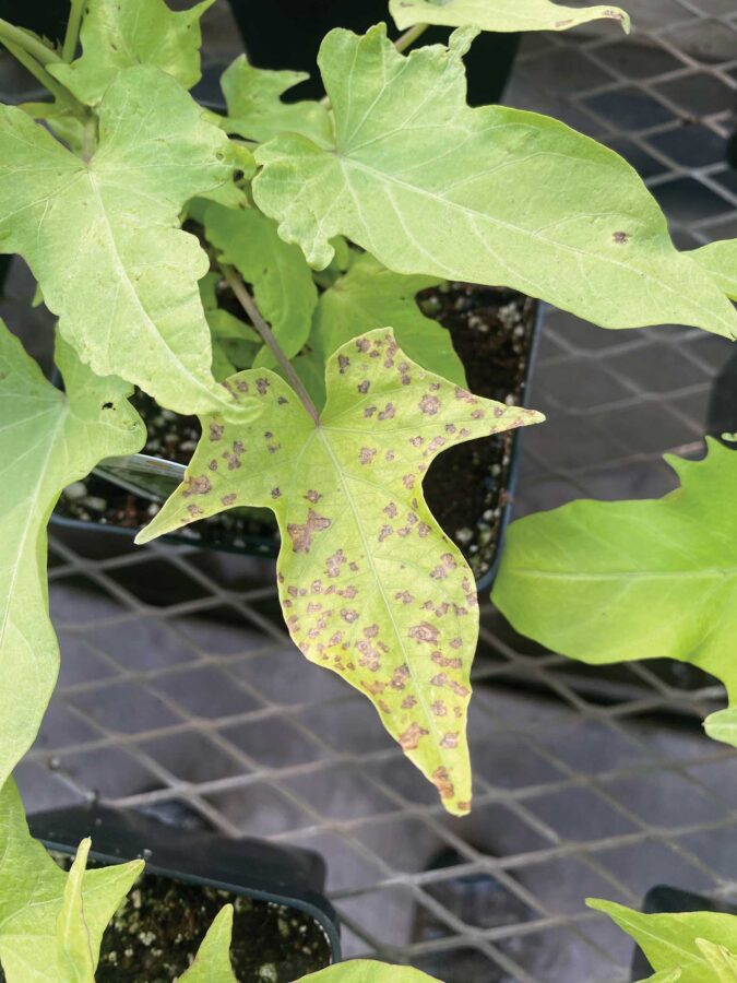 Bacterial leaf spot symptoms on ipomea. 