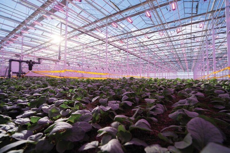 plants growing inside a glass greenhouse