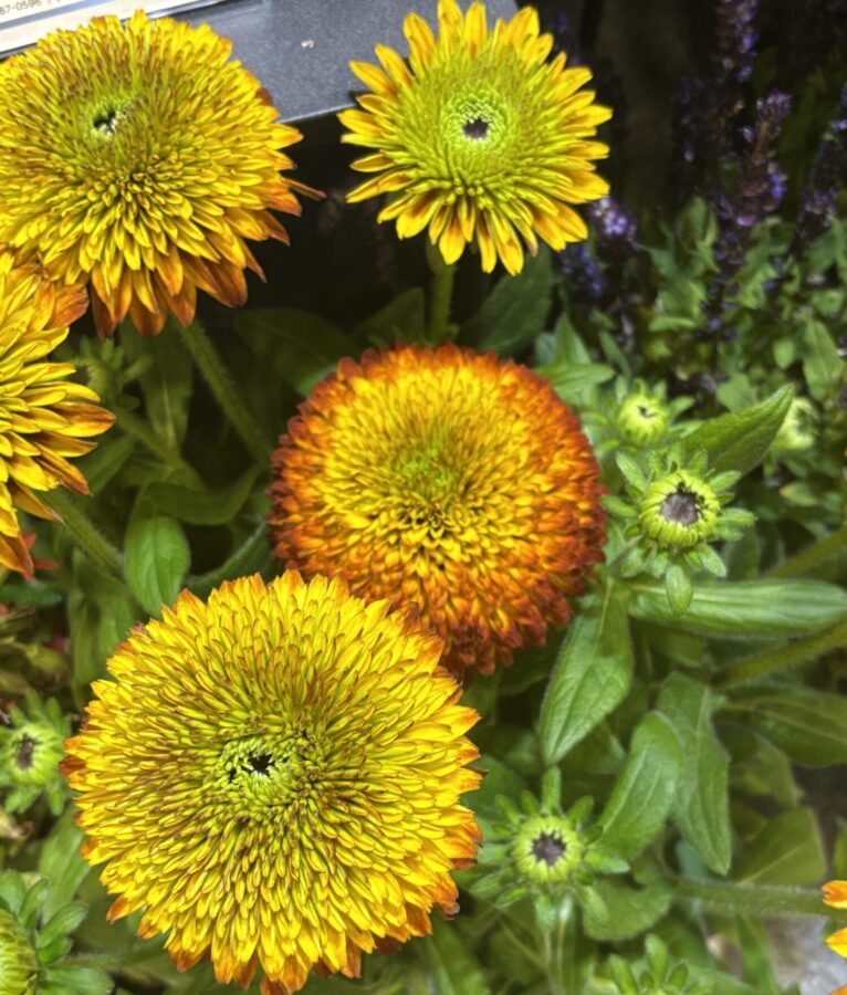 yellow to red transitioning color on rudbeckia flowers