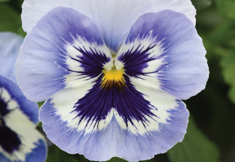 Purple and white pansy flower
