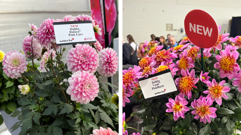 pink dahlias