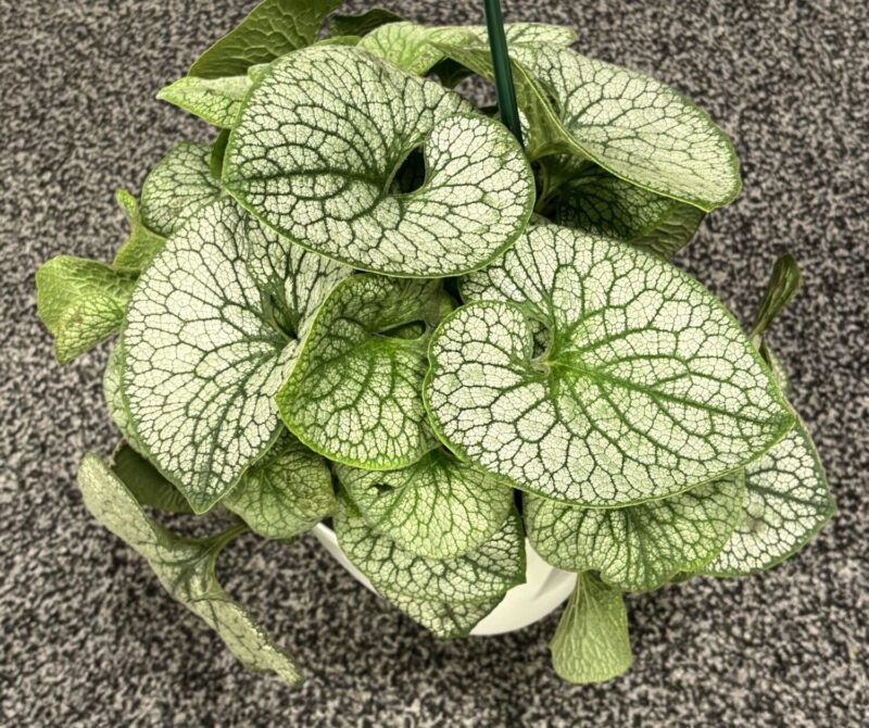 potted bunnera with silver leans and dark green veins