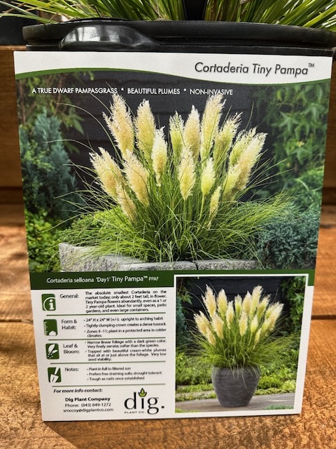informational signage with images of tiny pampasgrass in a pot and container