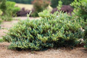 short, green bush in the landscape