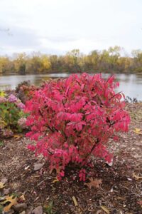 small bush with red leaves