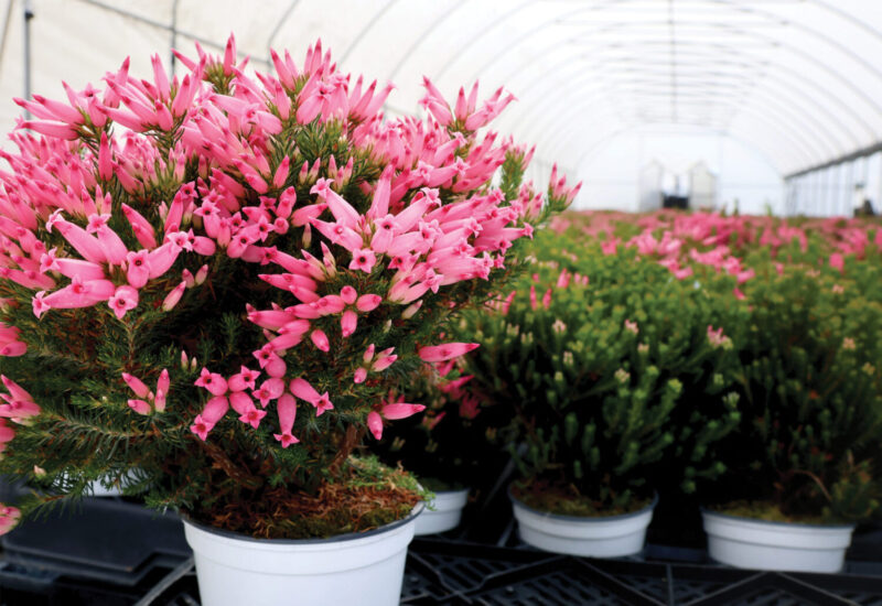 Pink flowering plants in a greenhouse