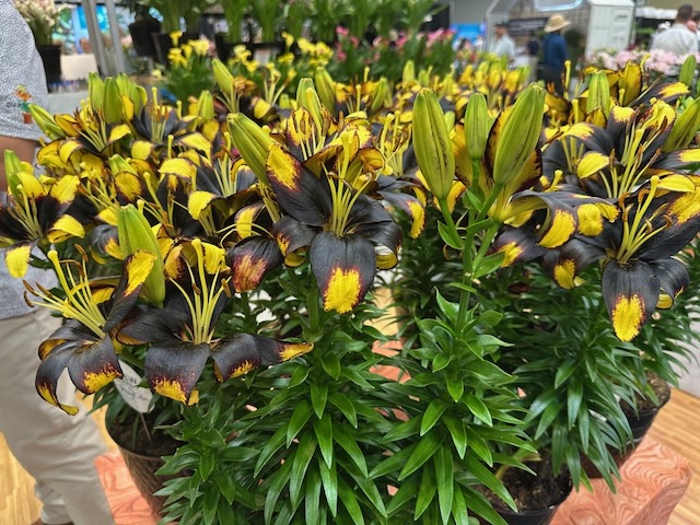 black and yellow lily flowers