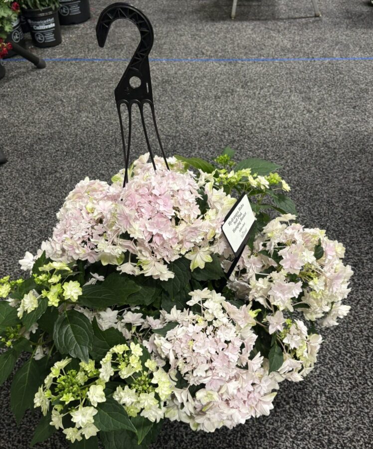 pink hydrangea in a hanging basket