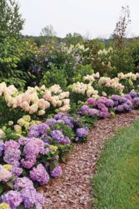 purple hydrangeas flowering in the landscape