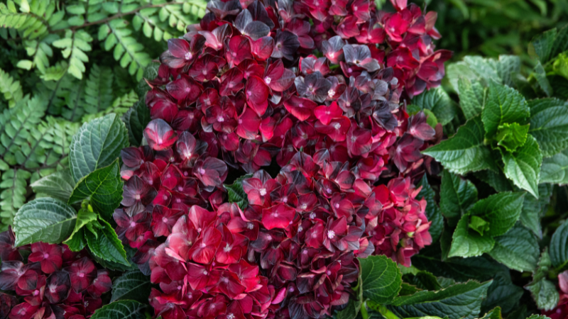 Marroon colored hydrangea flowers