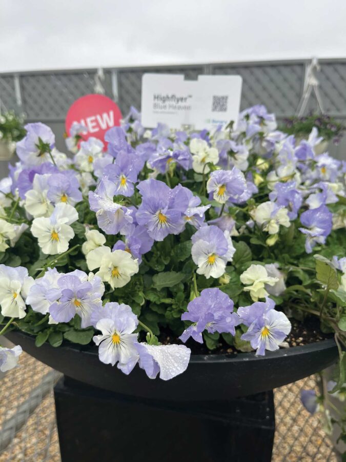blue pansy