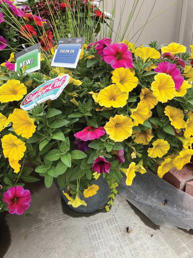 yellow and pink petunias