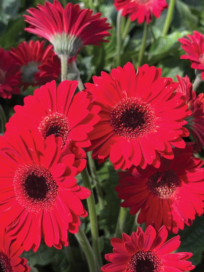 red gerbera flowers