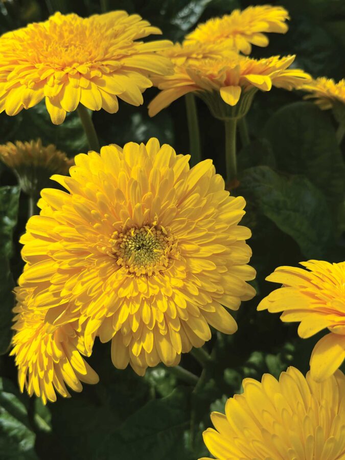 yellow gerbera