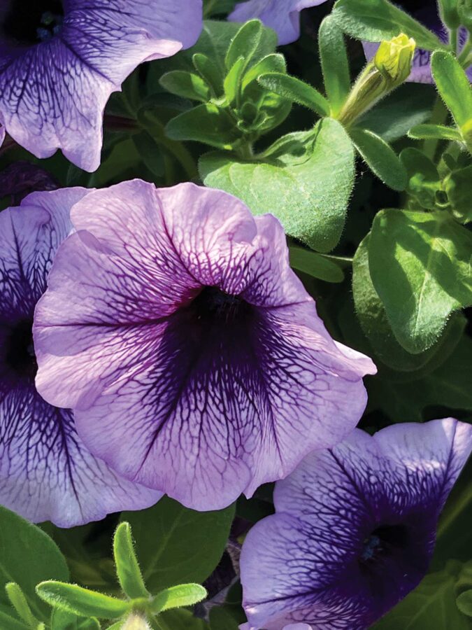 purple petunia flowers