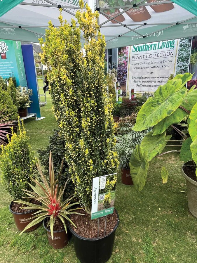 potted Ilex bush