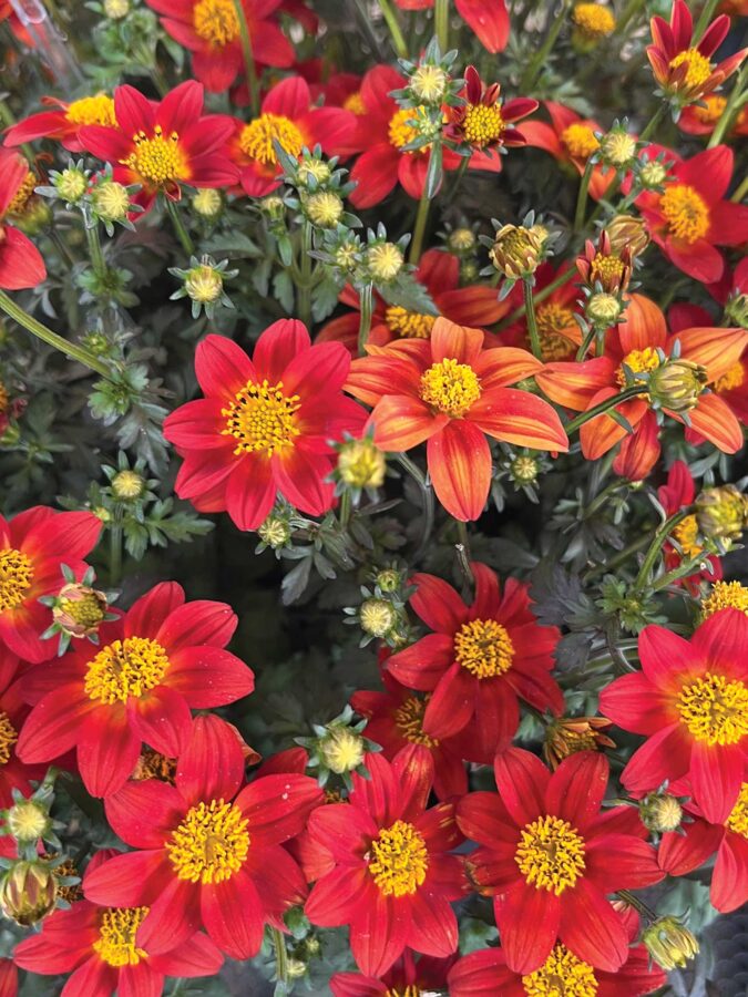 red bidens blooms