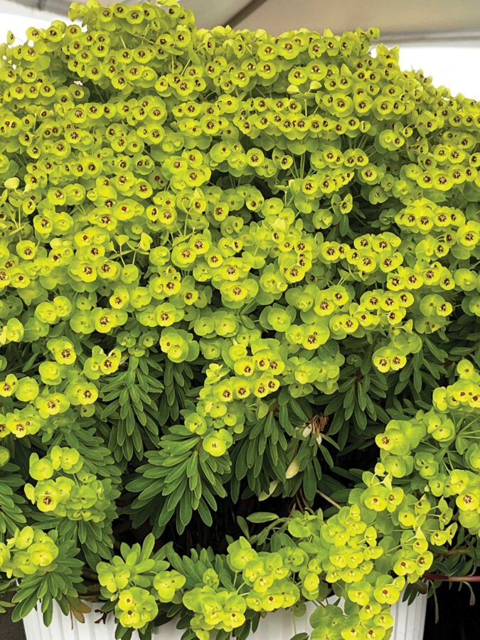 flowering euphorbia