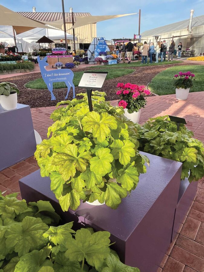 potted lime green heuchera