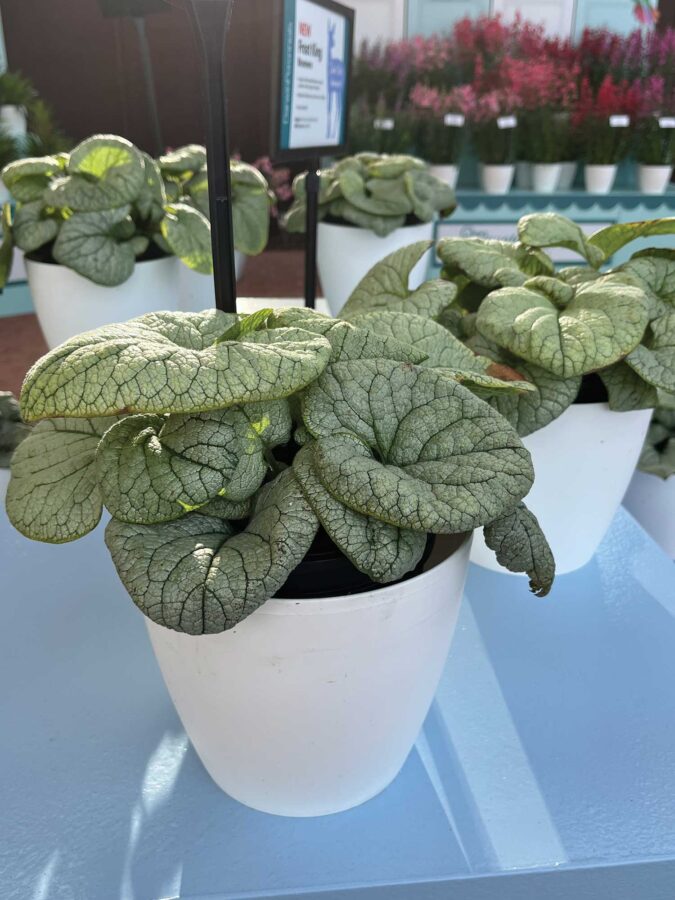 silver leaved brunnera