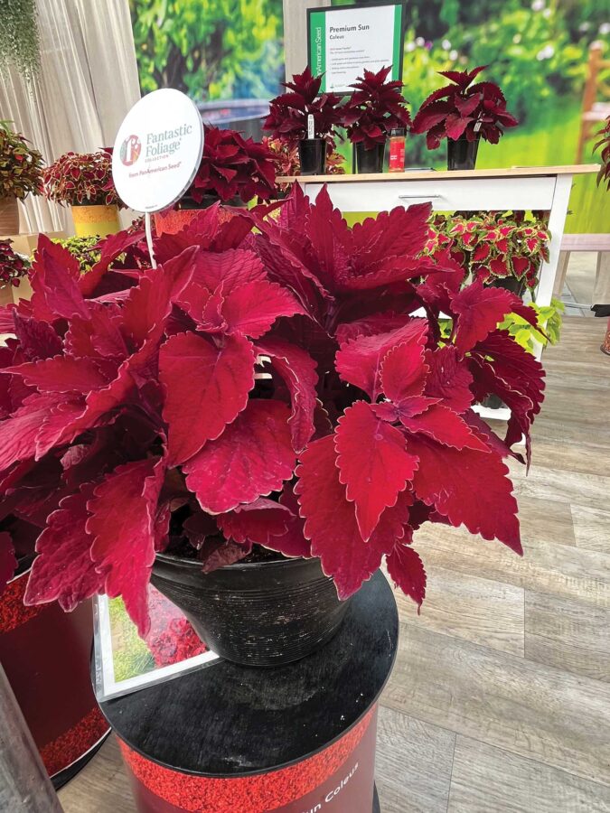 bright red/maroon coleus in a pot