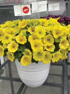 potted yellow petunia