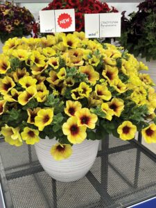 potted yellow petunia with flowering having a darker brown colored center.