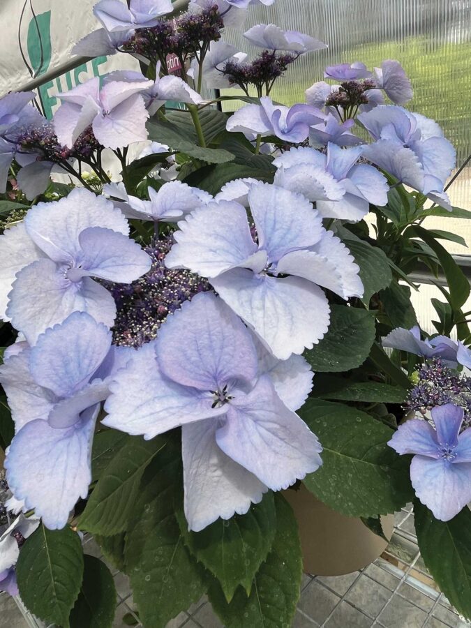 blue hydrangea